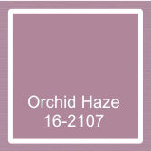 Orchid haze